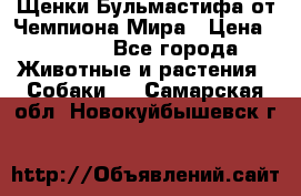 Щенки Бульмастифа от Чемпиона Мира › Цена ­ 1 000 - Все города Животные и растения » Собаки   . Самарская обл.,Новокуйбышевск г.